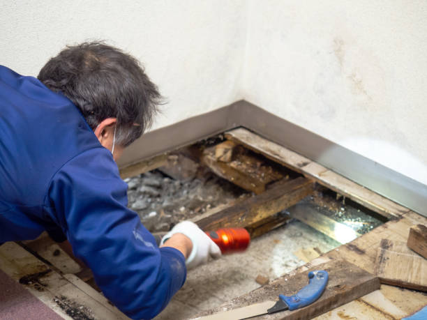 Best Mold Removal Company Near Me  in Lincolnton, GA