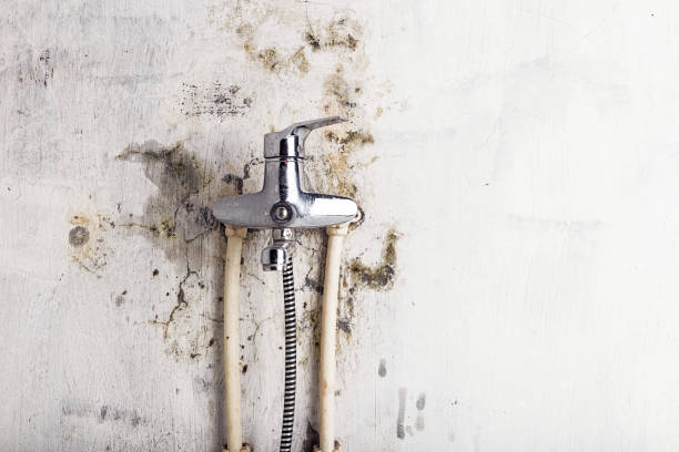 Reliable Lincolnton, GA Mold Removal Solutions