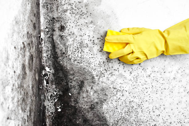 Best Toxic Mold Removal  in Lincolnton, GA