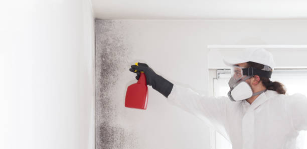 Best Mold Removal and Inspection  in Lincolnton, GA
