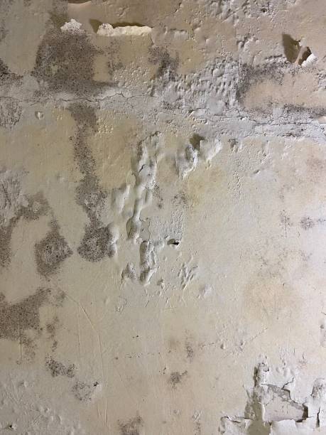 Best Affordable Mold Removal  in Lincolnton, GA