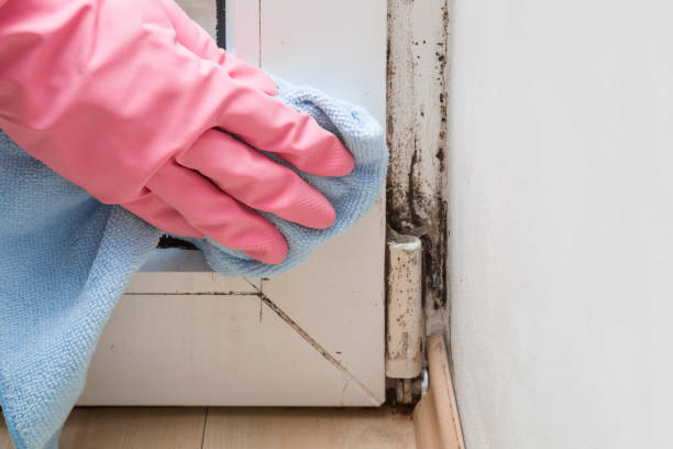 Best Local Mold Removal Service  in Lincolnton, GA